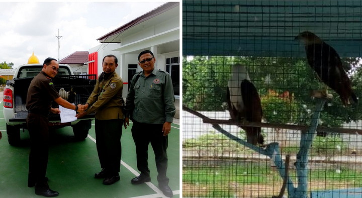 Kajari Rohil Serahkan Elang Peliharaan ke BBKSDA Riau