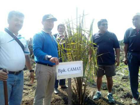 PT IVO MAS Lakukan Program Peremajaan Sawit Rakyat