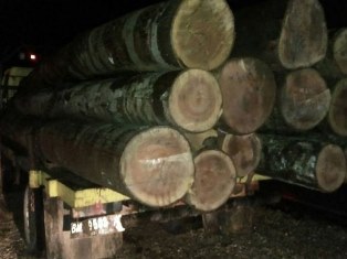 Tiga Pelaku Illegal Logging Ditangkap, Dua Lagi Kabur