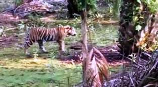 Konco Harimau Bonita Makan Anak Sapi Warga Teluk Meranti