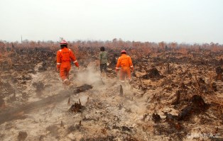 Lahan HTI PT Rimba Rokan Perkasa Sengaja Dibakar