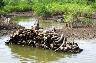 Hutan Mangrove Bengkalis Dibabat, Kayunya Dijual untuk Modal Tambak Udang