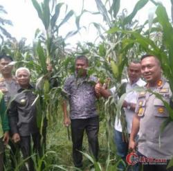 Panen Jagung, Ini Harapan Bupati Asahan