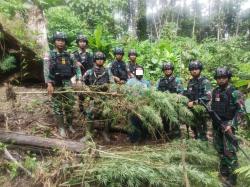 TNI Temukan Ladang Ganja di Perbatasan Papua