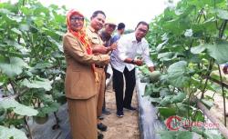 Bupati Rohil Kagum Lihat Semangat Petani Holtikultura di Kepenghuluan Sungai Sialang