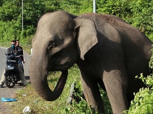 Kawanan Gajah Mengamuk, Dua Rumah Warga Hancur