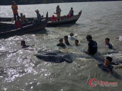 Ikan Paus Ditemukan Tewas Dipinggiran Laut Pematang Sei Baru