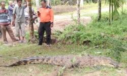 Buaya Muara Masuk Kampung di Tiku Utara