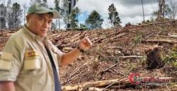 Pakar Lingkungan Sayangkan Laporan Warga yang Ketakutan Hutan Pinus Ditebang Tanpa Izin Diabaikan