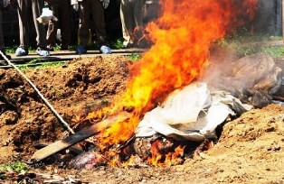 Daging Babi Hutan Ilegal Dimusnahkan