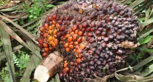 Harga Kelapa Sawit Di Riau Naik Hingga 10 %