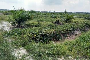 Lahan PT Surya Bratasena Plantation Minta Diukur Ulang