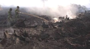 100 Hektar Lahan di Kepulauan Meranti Kembali Sumbang Asap