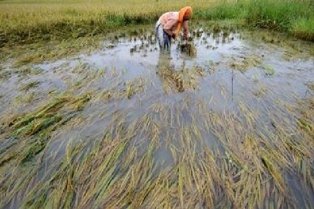 Banjir, Petani Tiga Kecamatan di Kuansing Gagal Panen