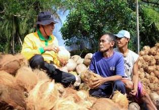 Usai Cuti Bupati Inhil, Harga Kelapa Mulai Merangkak Naik