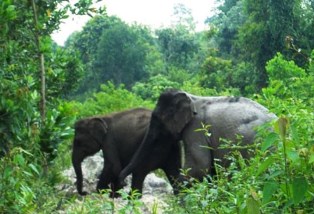 Heboh, Gajah Duri Kembali Masuk Kampung