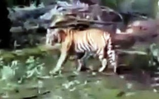 Hutan Sumbar Dibabat Harimau Masuk desa Lubuk Kilangan, Padang