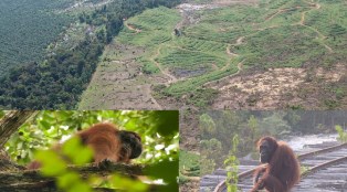 Profesor Serge Wich: 100000 Orangutan Kalimantan Dibunuh Kurun 16 Tahun