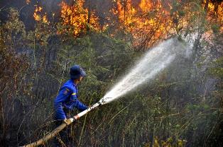 Pembakar Lahan Pemkab Bengkalis Ditangkap