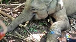 Anak Gajah Liar di Aceh Nyaris Tewas Terlilit Tali 4 Bulan