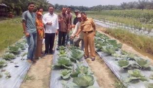 Bupati Rohil Tinjau Tanaman Holtikultura di Batu Hampar