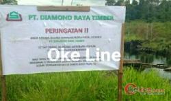 SK IUPHHK-HA PT Diamond Raya Timber Diduga "Dimainkan", Tommy; Sayang Menteri LHK "Ketiduran"