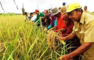 Pemkab Meranti Apresiasi Masyarakat Kembali ke Sawah