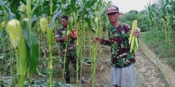 TNI Dampingi Petani Di Wilayah Binaan Dalam Merawat Tanaman Jagung