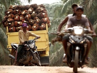 Lahan Kebun Sawit PTPN V Riau akan Dieksekusi