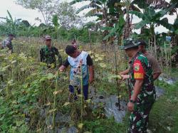 Babinsa 02/Timika Aktif Dampingi Petani Timun