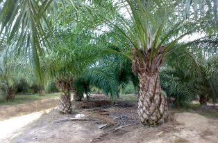 Sungai Hilang Ditanami Sawit oleh Musim Mas, Pelalawan, Riau