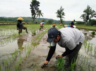 RTRW Mangkrak, 110 Ribu Lahan Pertanian Tertunda