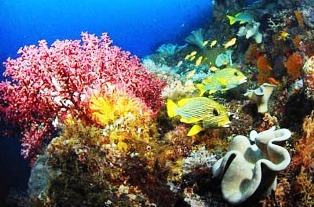 Melirik Keindahan Bawah Laut Potensi Wisata Indonesia