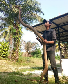 Mahasiswa Asal Riau Penakluk King Cobra