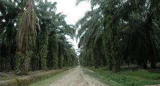 110 Ribu Ha Kebun Sawit di Riau Mandul