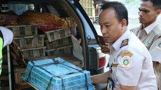 Peyeludup Burung Riau Ditangkap di Cilegon