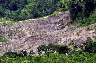 Perambah TAHURA SSH Pekanbaru Mengaku Bayar Upeti