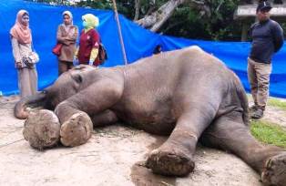 Lama Menderita Sakit, Gajah Betina Taman Marga Satwa Bukittinggi Akhirnya Mati