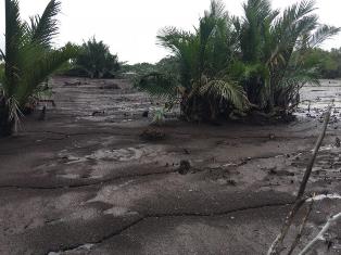 Ladang Padi 280 Hektar Terendam Air Asin