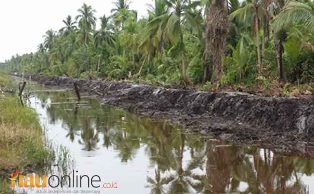 500 Km Tanggul Dibangun Selamatkan 12.500 Hektare Kebun Kelapa Masyarakat