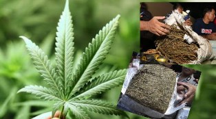 Polsek Kuta Makmur, Aceh Temukan 1 Karung Ganja Tampa Tuan