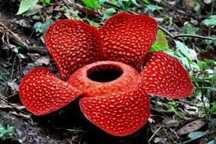 Bunga Rafflesia Arnoldii Tumbuh di Kawasan Hutan Lindung Boven Lais Bengkulu Utara