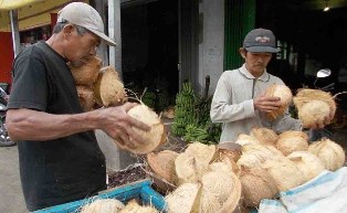 Harga Kelapa Anjlok, Petani di Pelalawan Meradang